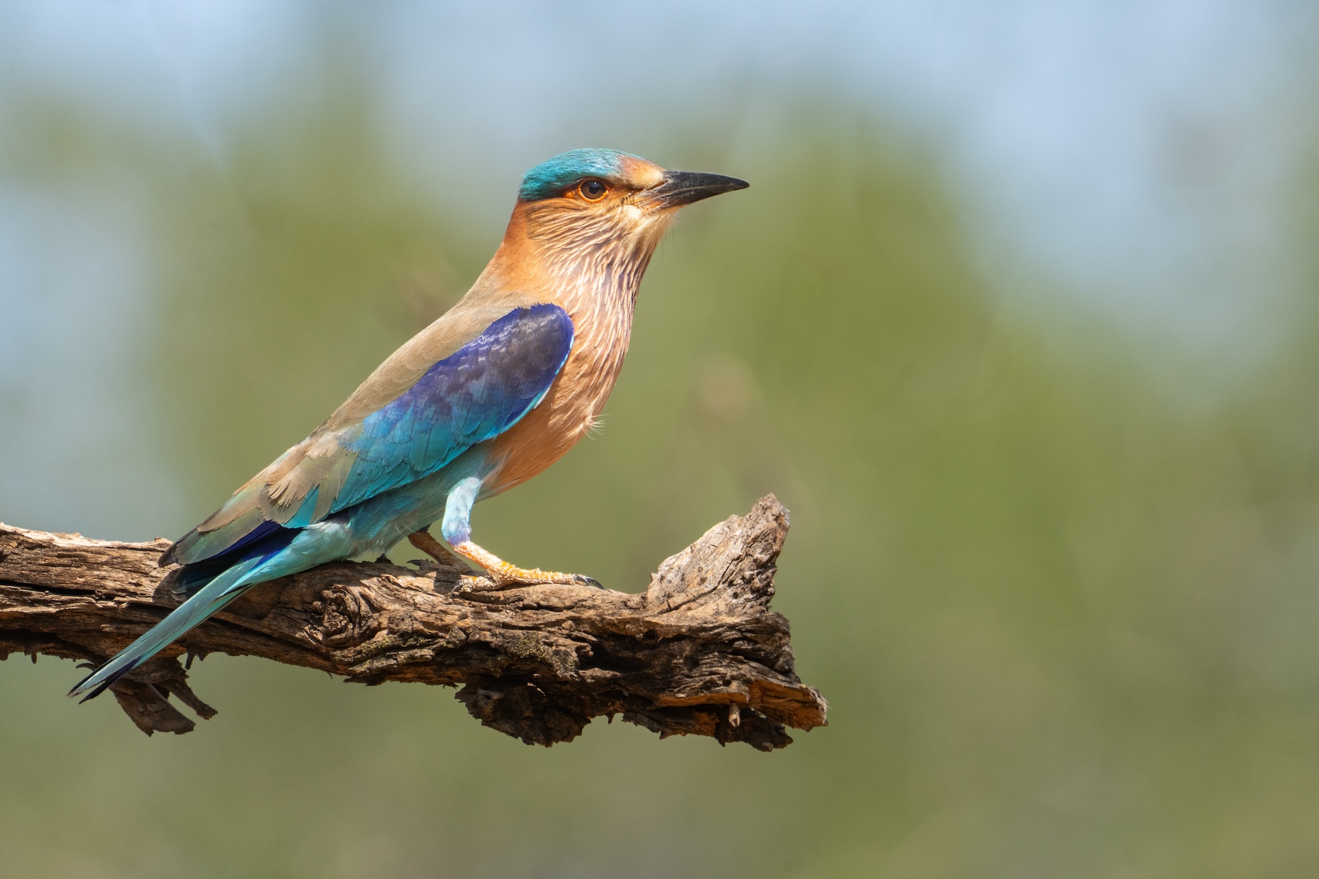 Indian Roller Perched Scott CanningImages